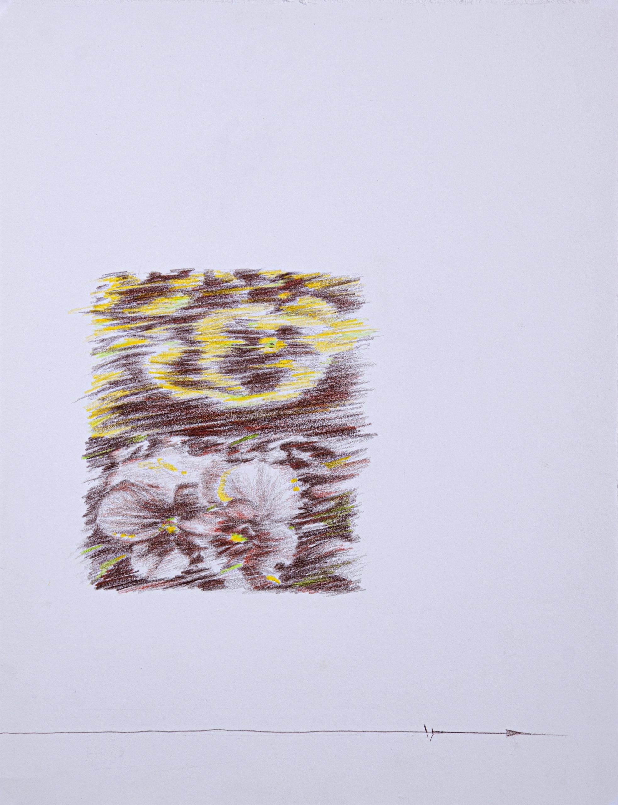 Flowers — Colored pencil on cardboard (each), 32.5 × 25 cm, 2023